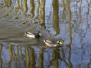 © Harry Pinkerton  <em>Duck trails</em>