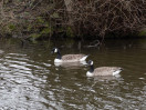 © Sue Best  <em>Canada Geese</em>