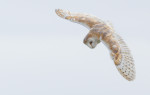 © Brian Blinkhorn  <em>Male Barn Owl</em>