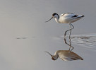 © David Crutchley  <em>Avocet</em>