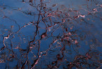 © Margaret Smith  <em>Reflections in Pink</em>