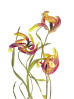 © Yvonne Fairclough  <em>Botanical</em>
