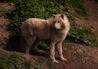 © Andy Best  <em>Arctic Wolf</em>