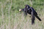 © Brian Blinkhorn  <em>Crows are not Vegan</em>