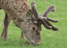 © David Crutchley  <em>Stag in velvet</em>