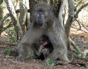 © Elaine Ward  <em>Chacma Baboon, Swaziland</em>