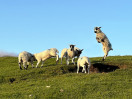 © Harry Pinkerton  <em>Mobile phone image</em>