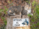 © Ian Hughes  <em>Il Gatto</em>