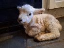 © Jeanette Davidson  <em>pet</em>
