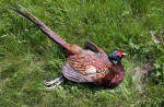 © John Bentley  <em>Dead pheasant</em>