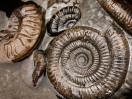 © Margaret Smith  <em>Fossils - animal</em>