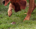 © Mike Mellers  <em>mouse catcher</em>