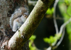 © Paul Higgins  <em>Peek-a-Boo</em>