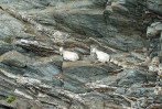 © Paul Underhill  <em>Precarious goats</em>