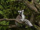 © Sue Best  <em>Ringtail Lemur</em>