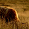 © Yvonne Fairclough  <em>Camouflage</em>
