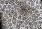 © David Crutchley  <em>Colonial coral</em>