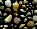 © Yvonne Fairclough  <em>Forms of Calcium</em>