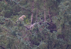 © Brian Blinkhorn  <em>Eagle and Child</em>