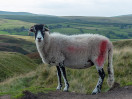 © Janine Fearon  <em>Monarch of the dale</em>
