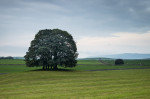 © Peter Robinson  <em>September Eshton Copse</em>
