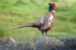 © Tim Fearon  <em>Pheasant</em>
