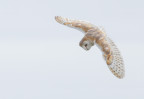 © Brian Blinkhorn  <em>The Hunter No. 2</em>
