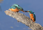 © Brian Blinkhorn  <em>An Ideal Husband</em>