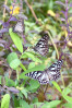 © Chris Chandler  <em>Blue Tigers, Kerala</em>