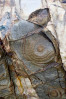 © Chris Chandler  <em>Horse in rock R</em>