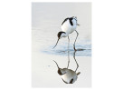 © David Crutchley  <em>Avocet reflection</em>