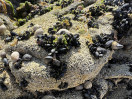 © Gill Pinkerton  <em>Shells</em>