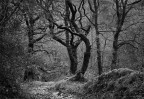 © Margaret Smith  <em>Wet Woodland A3</em>