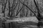 © Rod Smith  <em>Trees of Eden</em>