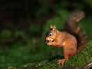 © Sue Best  <em>A Hazelnut in Every Bite</em>