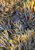 © Tim Fearon  <em>Low Tide</em>