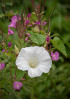 © Tim Fearon  <em>BindweedR</em>
