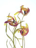 © Yvonne Fairclough  <em>Tulip Study  A3</em>