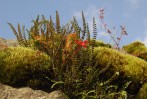 © Chris Chandler  <em>Climb every mountain</em>