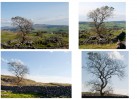 © Chris Yates  <em>that tree again</em>