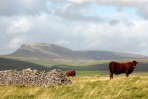 © Elaine Ward  <em>cows and pen-y-ghent</em>