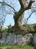 © Jeanette Davidson  <em>rock/tree</em>