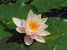 © Elaine Ward  <em>waterlilly</em>