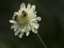 © Harry Pinkerton  <em>Bees on scabious</em>