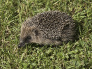 © Harry Pinkerton  <em>Hedgehog</em>