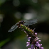 © Tim Fearon  <em>Broad Bodied Chaser</em>