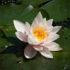 © Tim Fearon  <em>Water Lily</em>