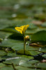 © Tim Fearon  <em>Fringed Water Lily</em>