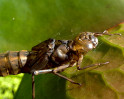 © Yvonne Fairclough  <em>Dragonfly emerging</em>