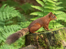 © Sue Best  <em>Red Squirrel</em>